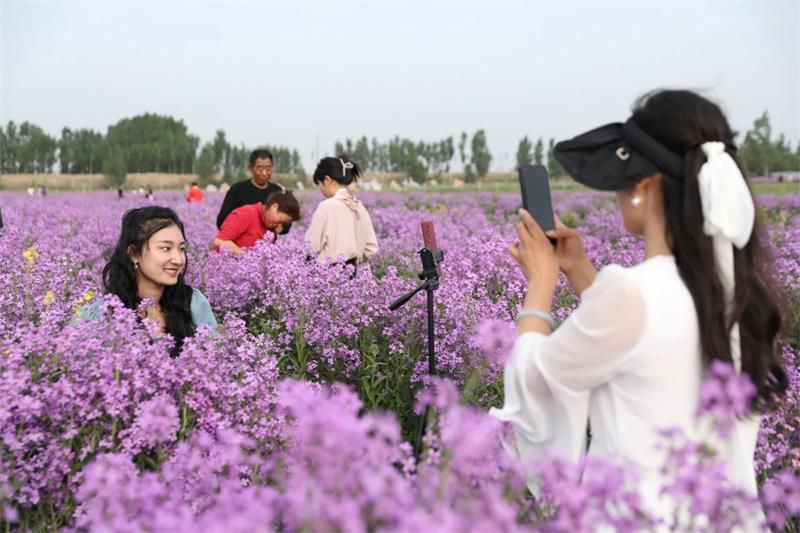 10萬余人次！太極莊首屆紫色油菜花節(jié)收官